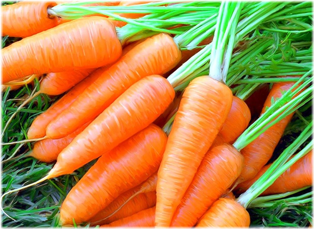 Когда сажать морковь под зиму и весной в 2016 году